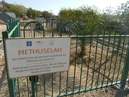 Methusela Tree